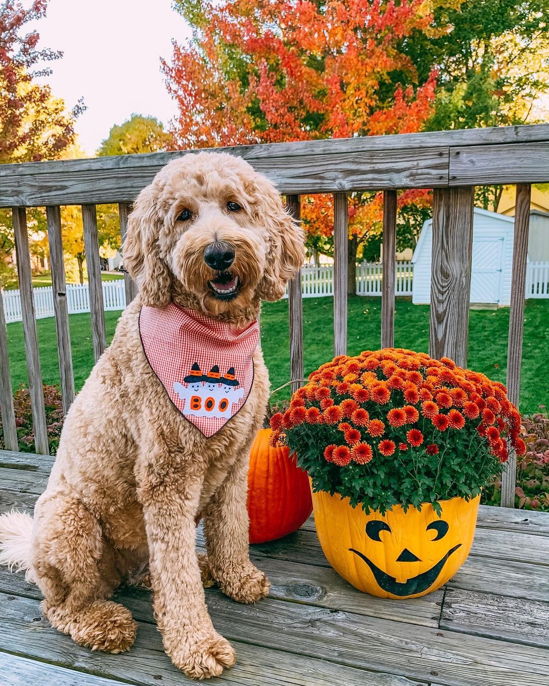 Halloween Bandanas